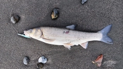 ウグイの釣果