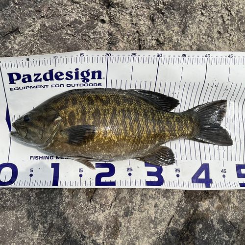 スモールマウスバスの釣果