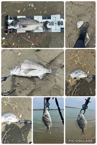 クロダイの釣果
