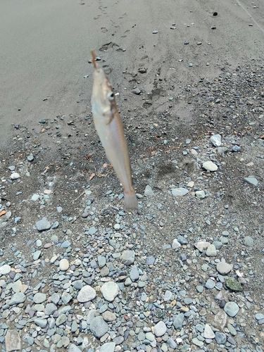 キスの釣果
