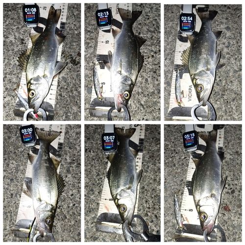 セイゴ（ヒラスズキ）の釣果
