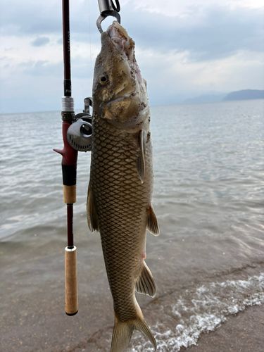 ニゴイの釣果