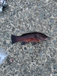 コブダイの釣果