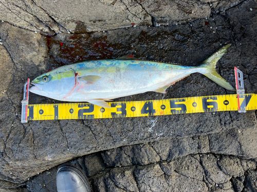 ワラサの釣果