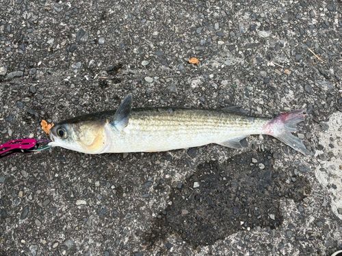 ボラの釣果
