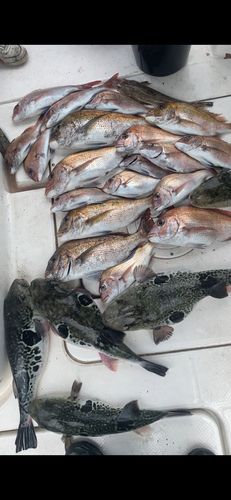 トラフグの釣果