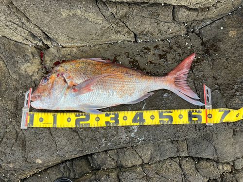 マダイの釣果