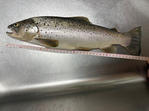 ブラウントラウトの釣果