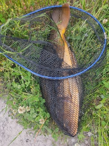 コイの釣果