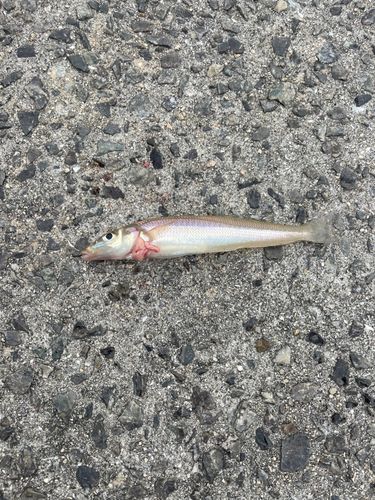 キスの釣果