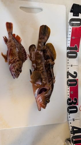 キジハタの釣果