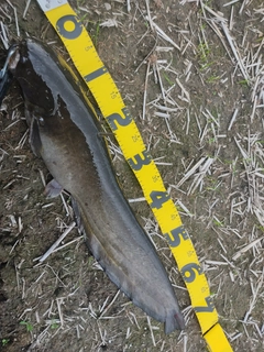 ナマズの釣果