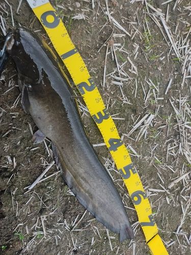ナマズの釣果