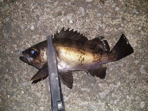 メバルの釣果