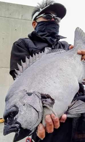 イシダイの釣果