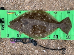 ヒラメの釣果