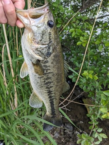 ラージマウスバスの釣果