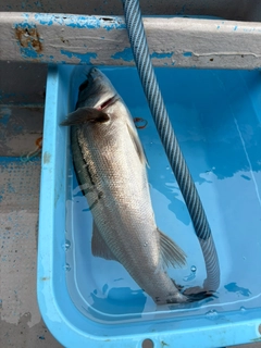 スズキの釣果