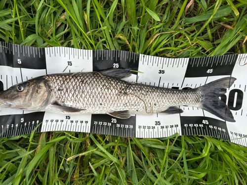 ニゴイの釣果