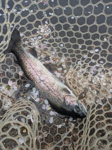 ニジマスの釣果