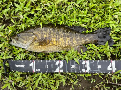 スモールマウスバスの釣果
