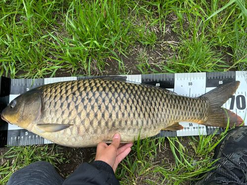 コイの釣果
