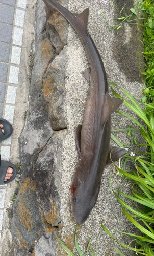 ドチザメの釣果
