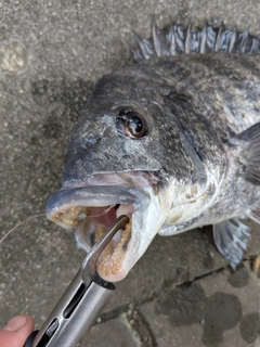 クロダイの釣果