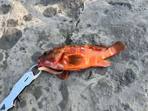 アカハタの釣果