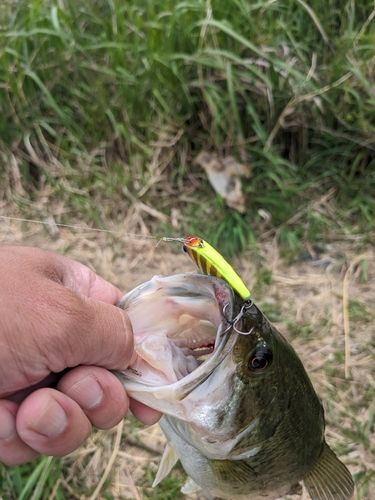 ラージマウスバスの釣果