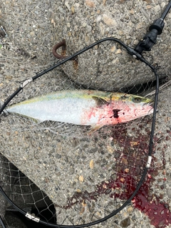 メジロの釣果