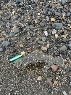 ソゲの釣果