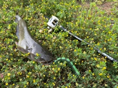 マナマズの釣果
