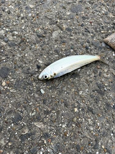 サッパの釣果