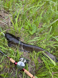 ナマズの釣果