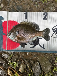 ブルーギルの釣果