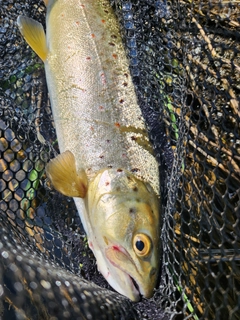 ブラウントラウトの釣果