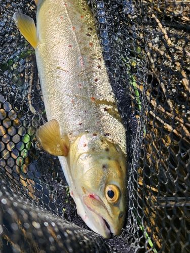 ブラウントラウトの釣果