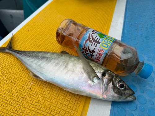 マアジの釣果