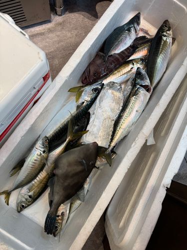 マアジの釣果