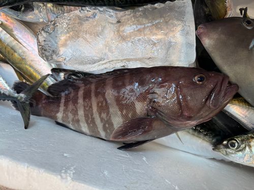 マハタの釣果