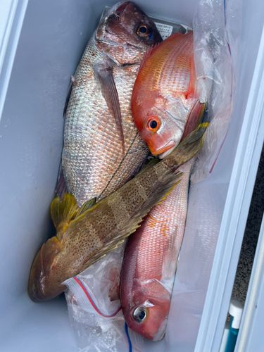 マダイの釣果