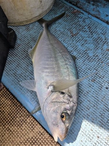 シマアジの釣果