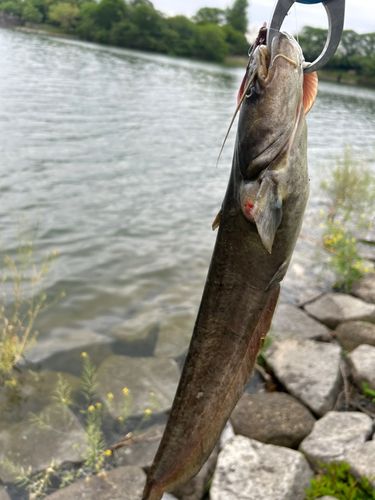 ナマズの釣果
