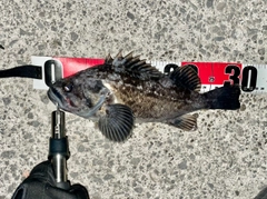 クロソイの釣果