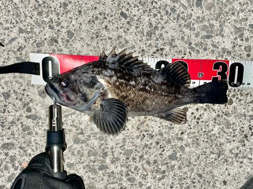クロソイの釣果
