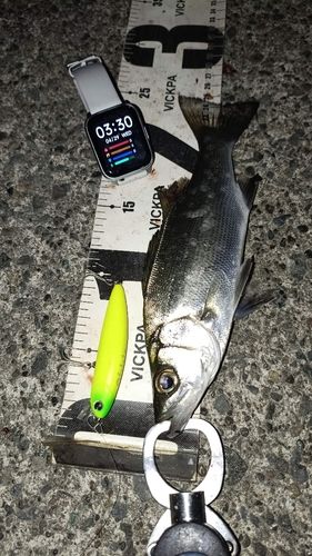 セイゴ（ヒラスズキ）の釣果