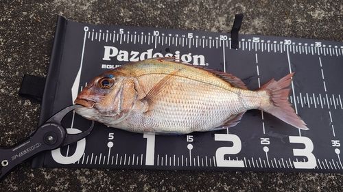 マダイの釣果