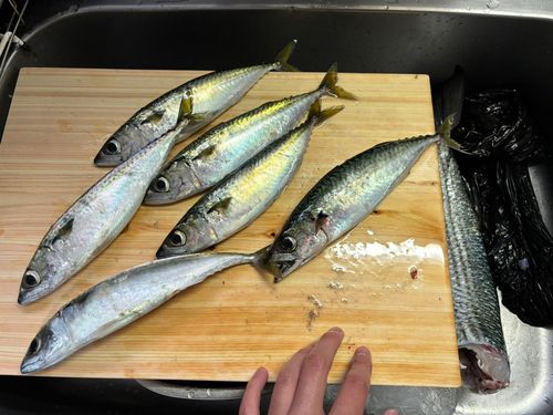サバの釣果