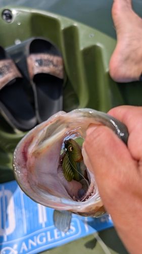 ブラックバスの釣果